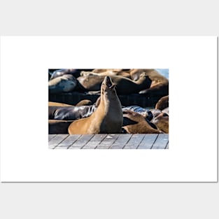 Tan Sea Lion Posters and Art